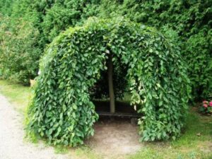 Jak dbać o drzewo parasol i uczynić je idealną ozdobą swojego ogrodu