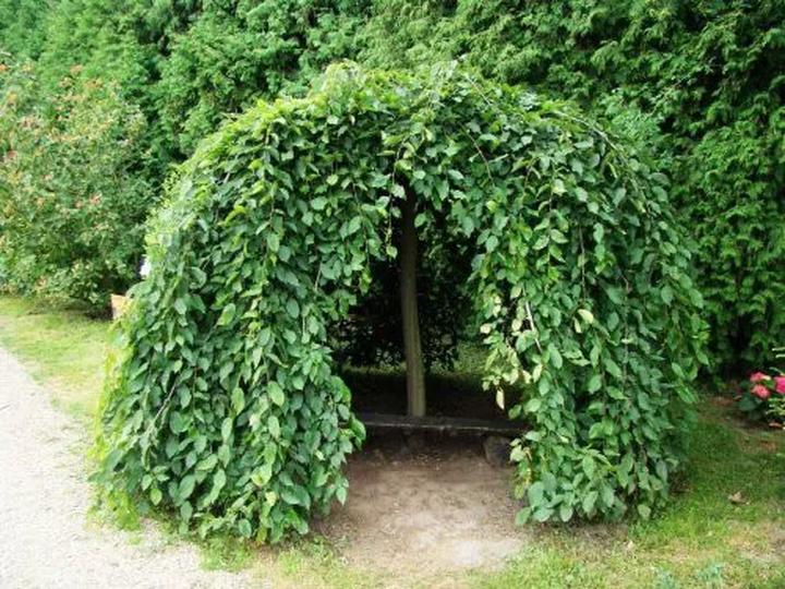 Jak dbać o drzewo parasol i uczynić je idealną ozdobą swojego ogrodu