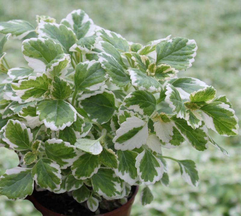 Jak dbać o komarzycę: kwitnienie, uprawa i pielęgnacja tego niezwykłego kwiatu