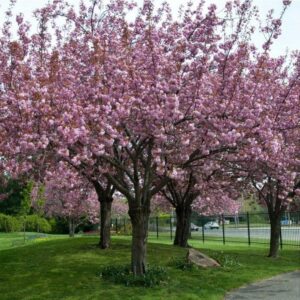 Jak skutecznie uprawiać i pielęgnować migdalowiec trojklapowy w ogrodzie?