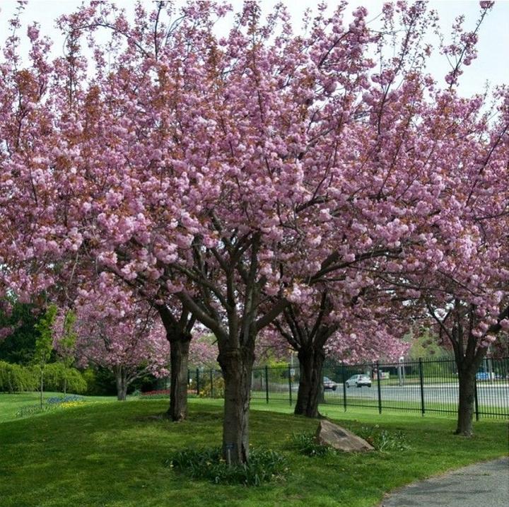 Jak skutecznie uprawiać i pielęgnować migdalowiec trojklapowy w ogrodzie?