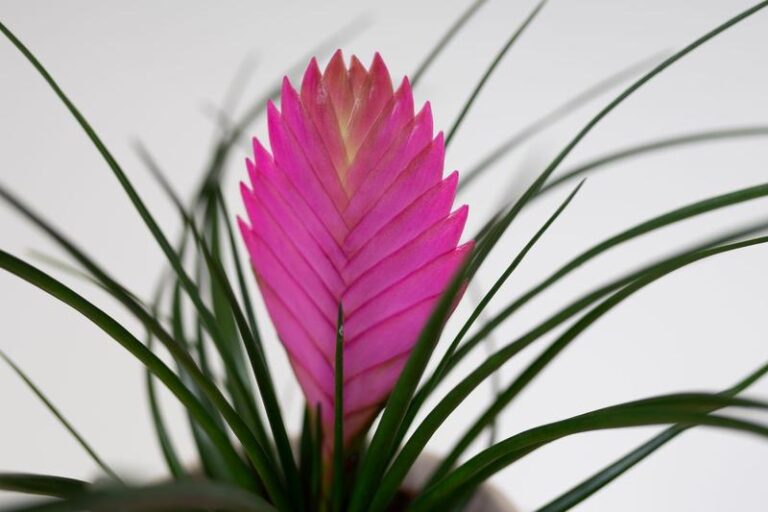 Jak z powodzeniem uprawiać oplatwę, czyli roślinę powietrzną tillandsię?