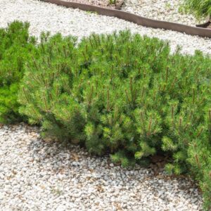 Kosodrzewina w ogrodzie – jak ją uprawiać i łączyć z innymi roślinami?