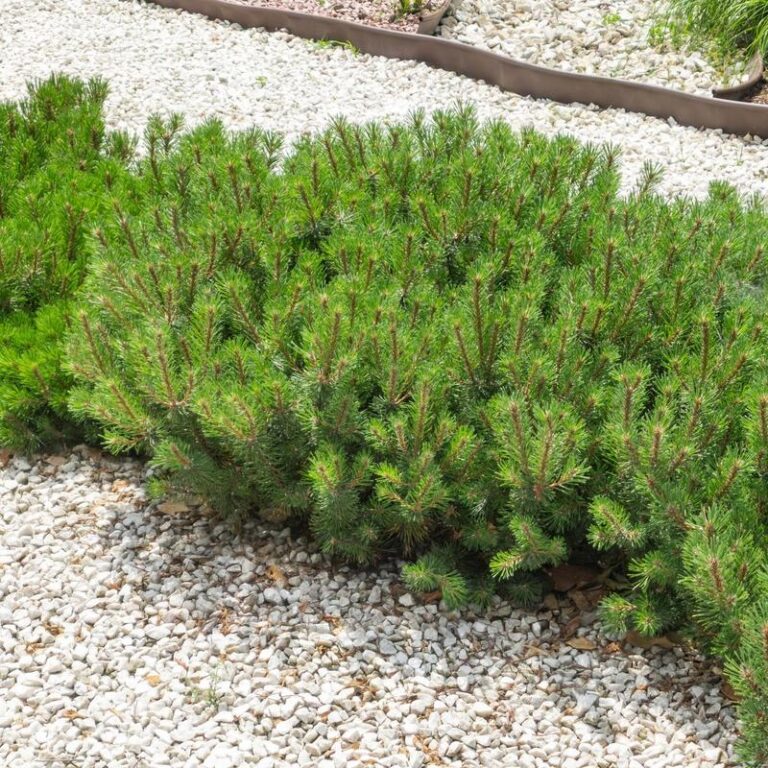 Kosodrzewina w ogrodzie – jak ją uprawiać i łączyć z innymi roślinami?