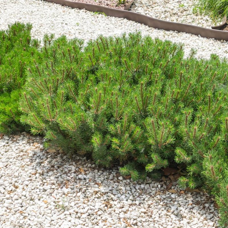 Kosodrzewina w ogrodzie – jak ją uprawiać i łączyć z innymi roślinami?