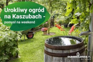 Praktyczne porady, jak urządzić urokliwy ogród przed domem na wsi