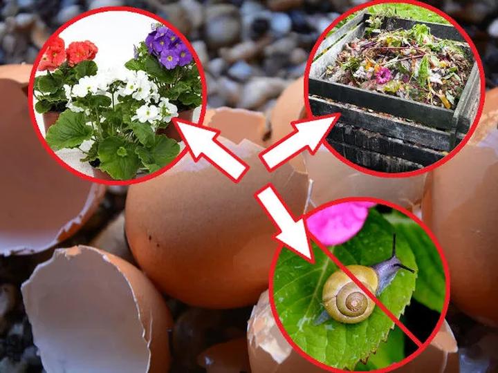 Domowy nawóz do roślin