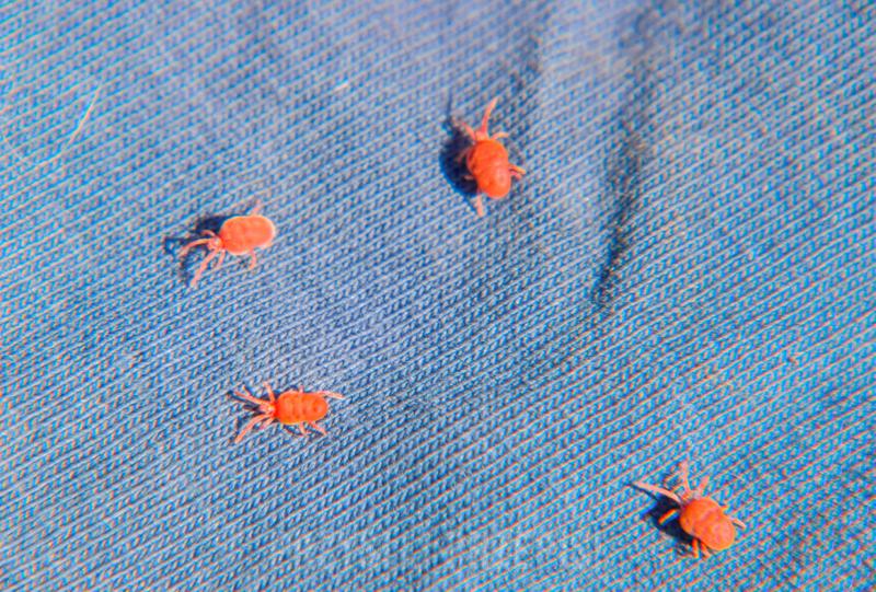 Ekologiczne konsekwencje ladzien czerwonatki