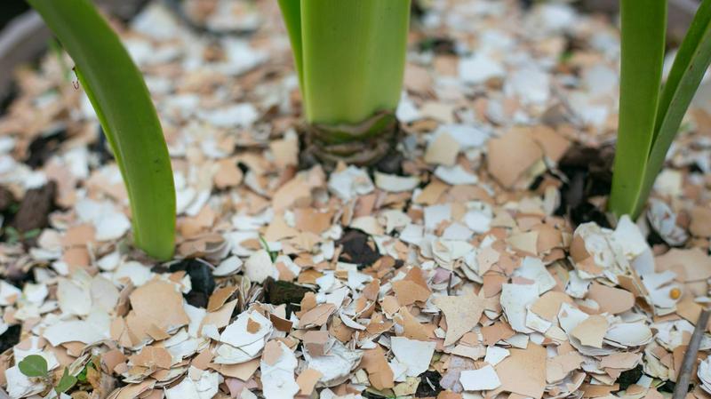 Krok po kroku przewodnik ogrodniczy