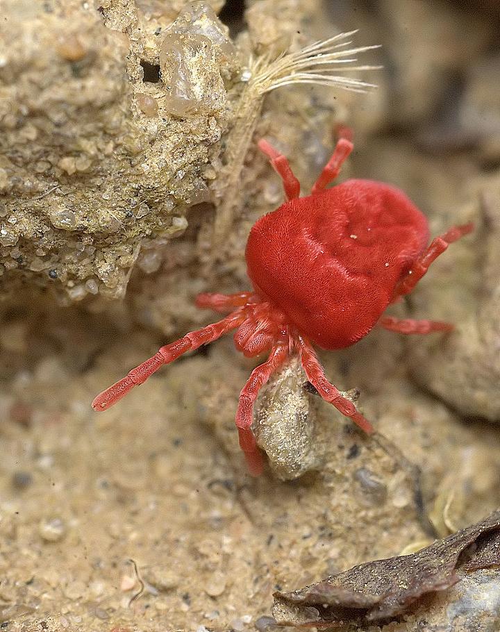 Ladzien czerwonatka a nasze otoczenie