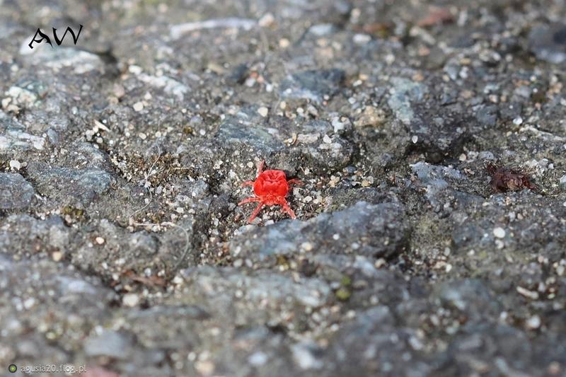 Ladzien czerwonatka w polskim ekosystemie