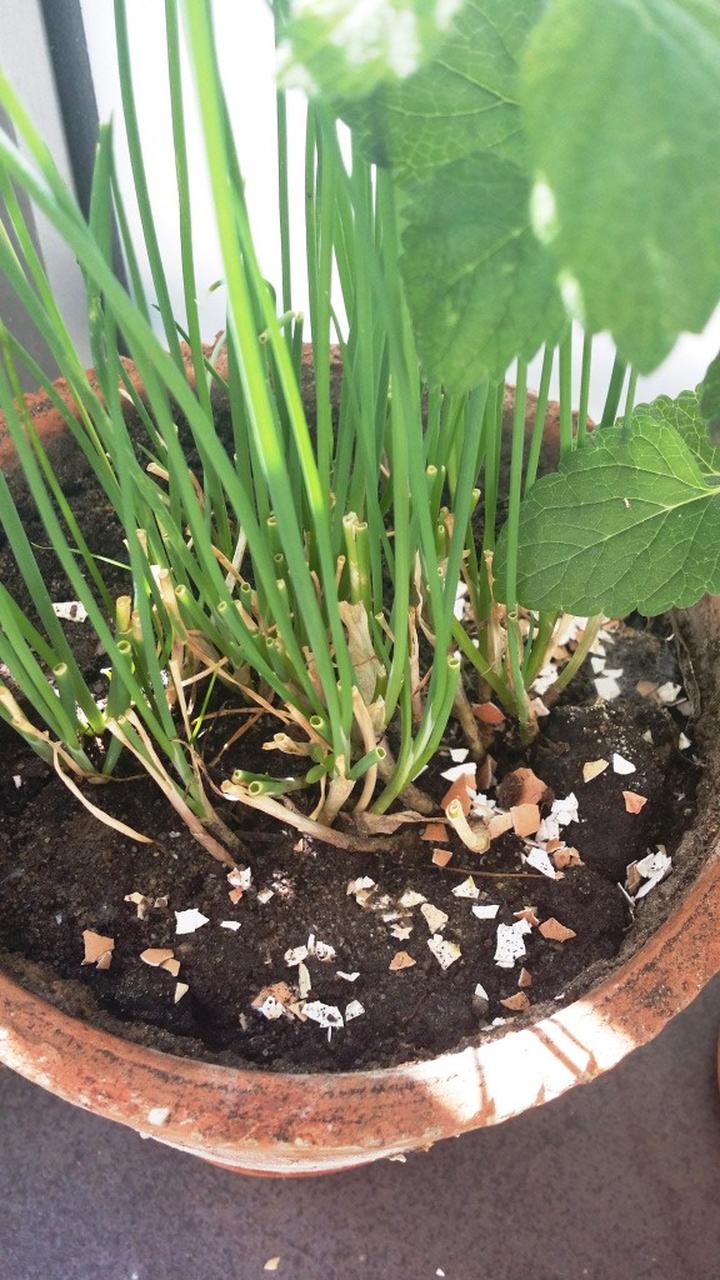 Organiczne dodatki w ogrodzie