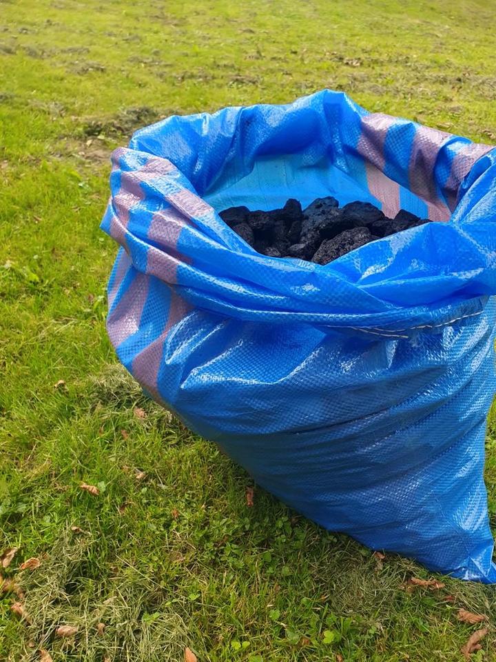 Orzech sosnica węgiel