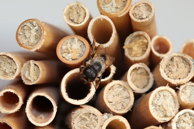 Pożyteczne owady w ogrodzie