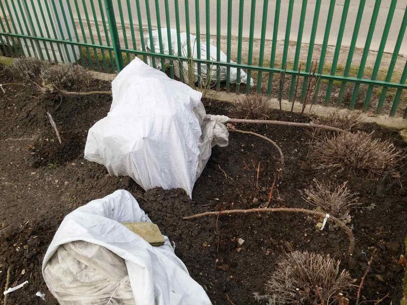 Przygotowanie gleby pod róże