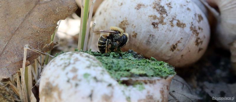 Przyjazne środowisko dla owadów