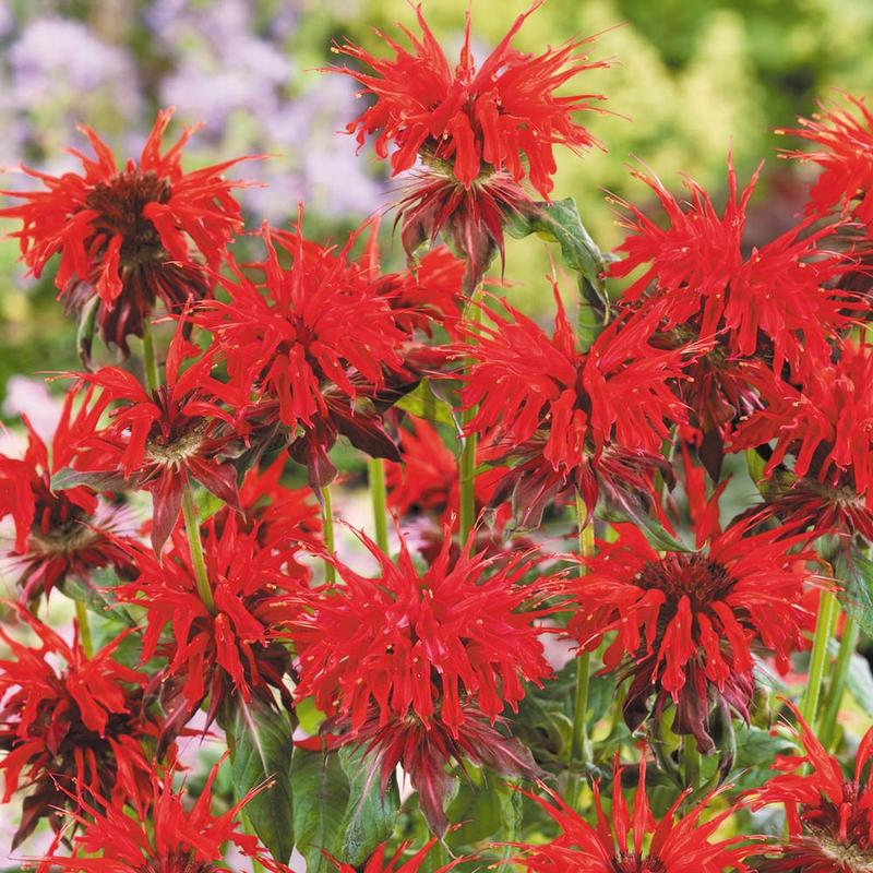 Uprawa pysznogłówki w ogrodzie