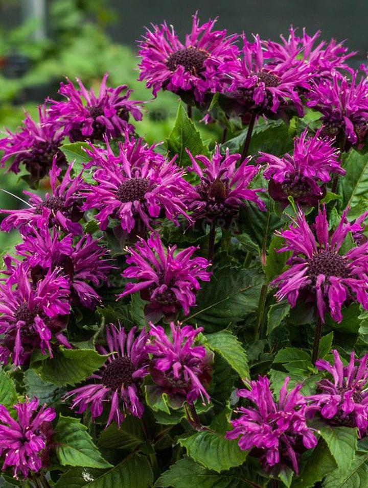 Wybór stanowiska i gleby dla pysznogłówki