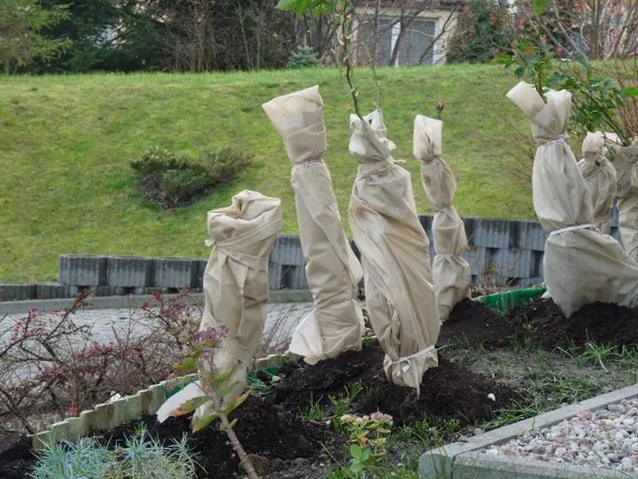 Zabezpieczanie róż na zimę