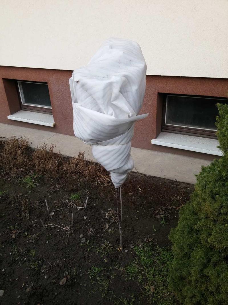 Zimowanie róż w ogrodzie