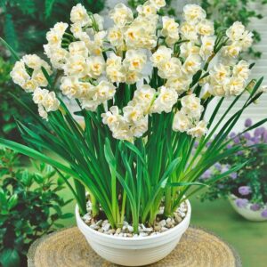 Jak posadzić i dbać o narcyza białego – wszystko, co musisz wiedzieć