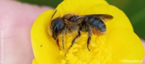 Jak skutecznie poradzić sobie z pszczołami murarkami w twoim ogrodzie?