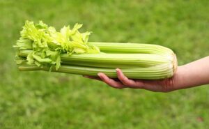 Jak skutecznie uprawiać i pielęgnować seler naciowy, aby cieszyć się dużymi i zdrowymi roślinami?