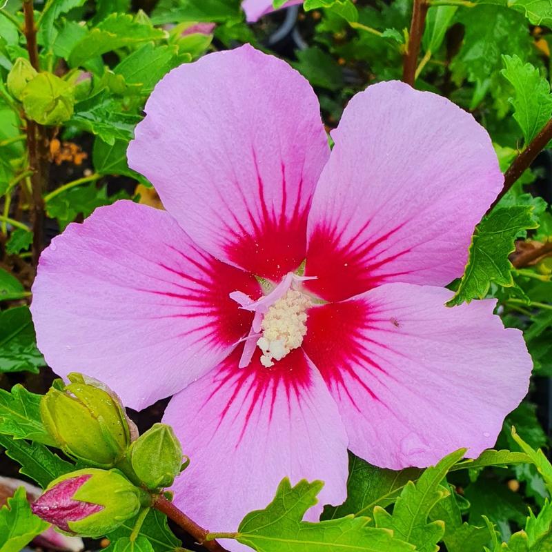 Jak zadbać o hibiskus w uprawie domowej? Przewodnik po pielęgnacji i dbaniu o tę roślinę