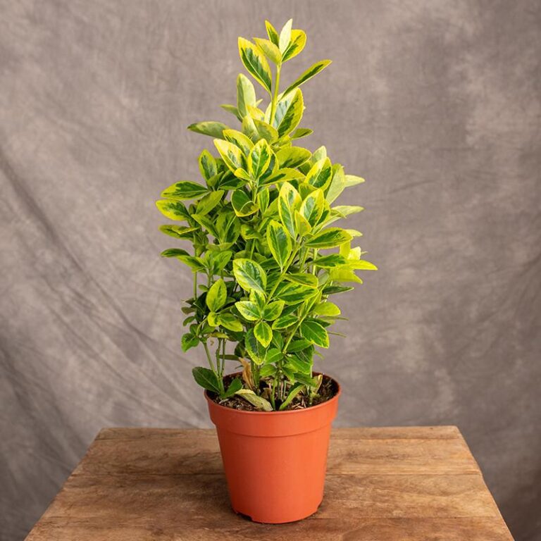 Trzmielina oskrzydlona – niezawodny krzew plonujący w Twoim ogrodzie