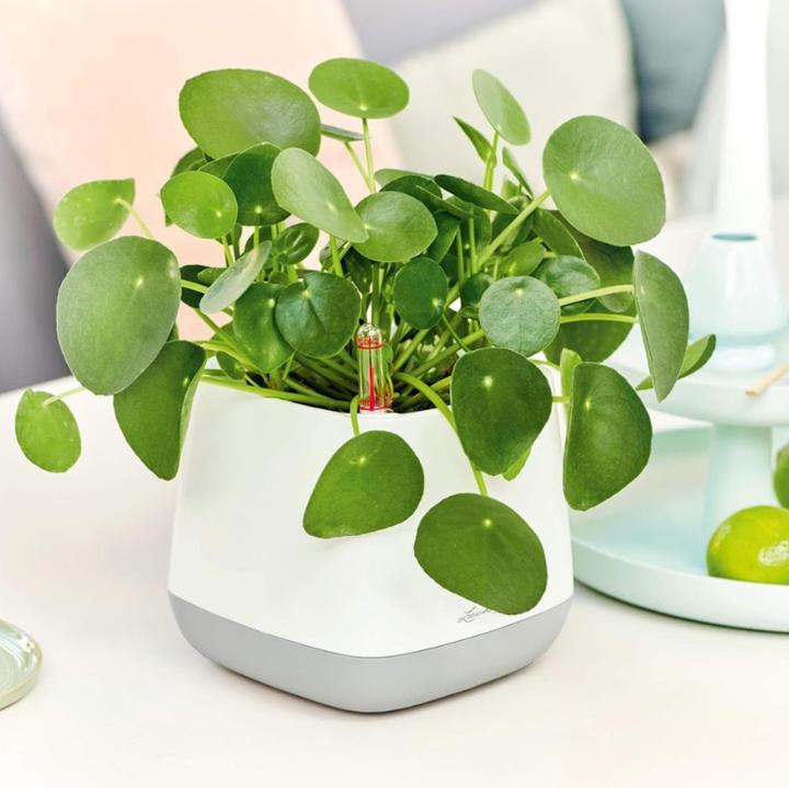 Choroby i szkodniki kwiatu pieniążka