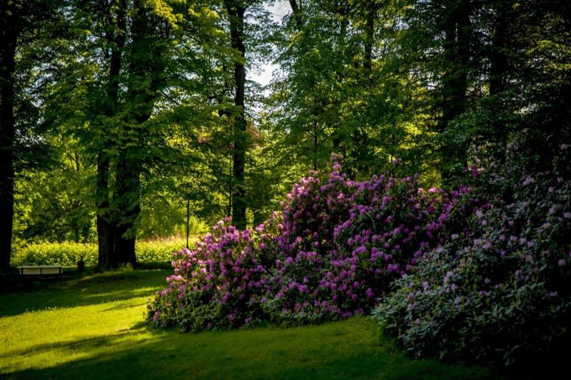 Choroby rododendronów i leczenie