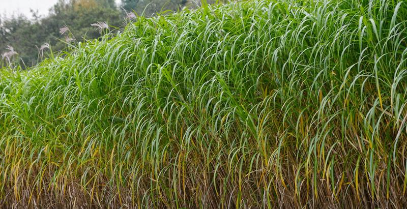 Gleba i warunki dla miskanta olbrzymiego