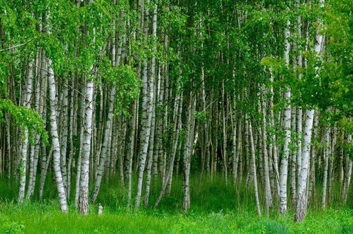 Kiedy przycinać brzozy