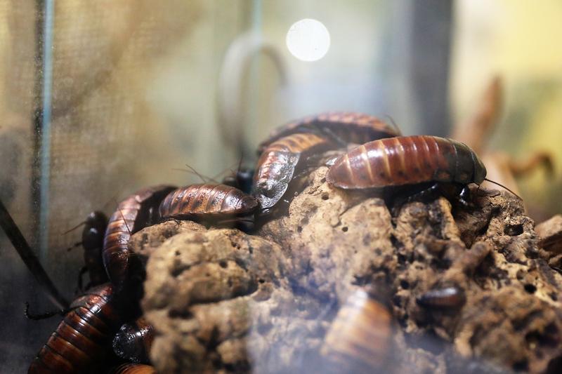 Naturalne metody na karaczany