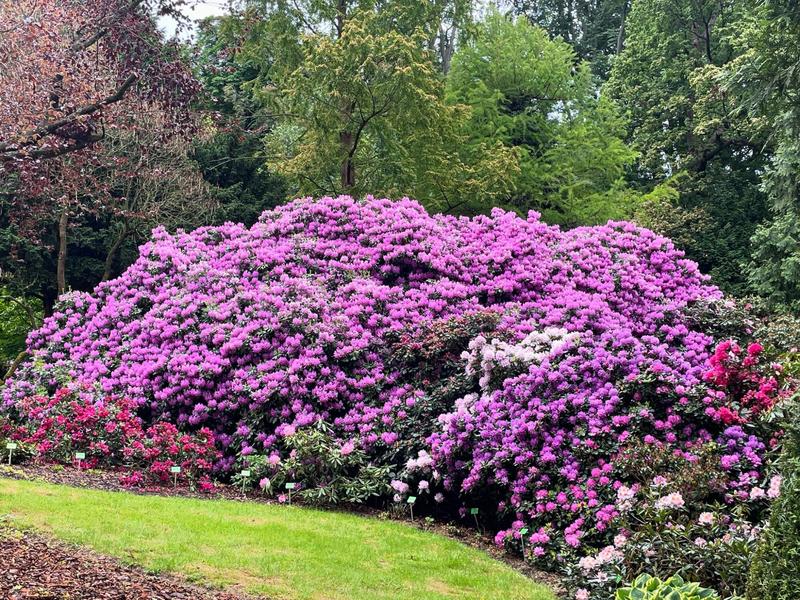 Nawożenie rododendronów