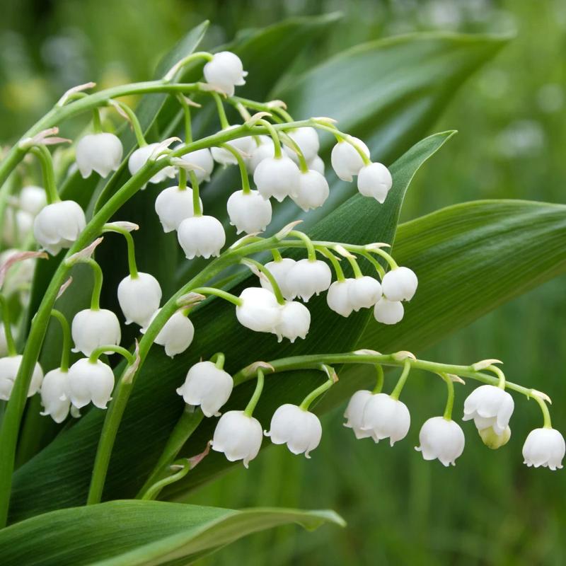 Pielęgnacja konwalii w ogrodzie
