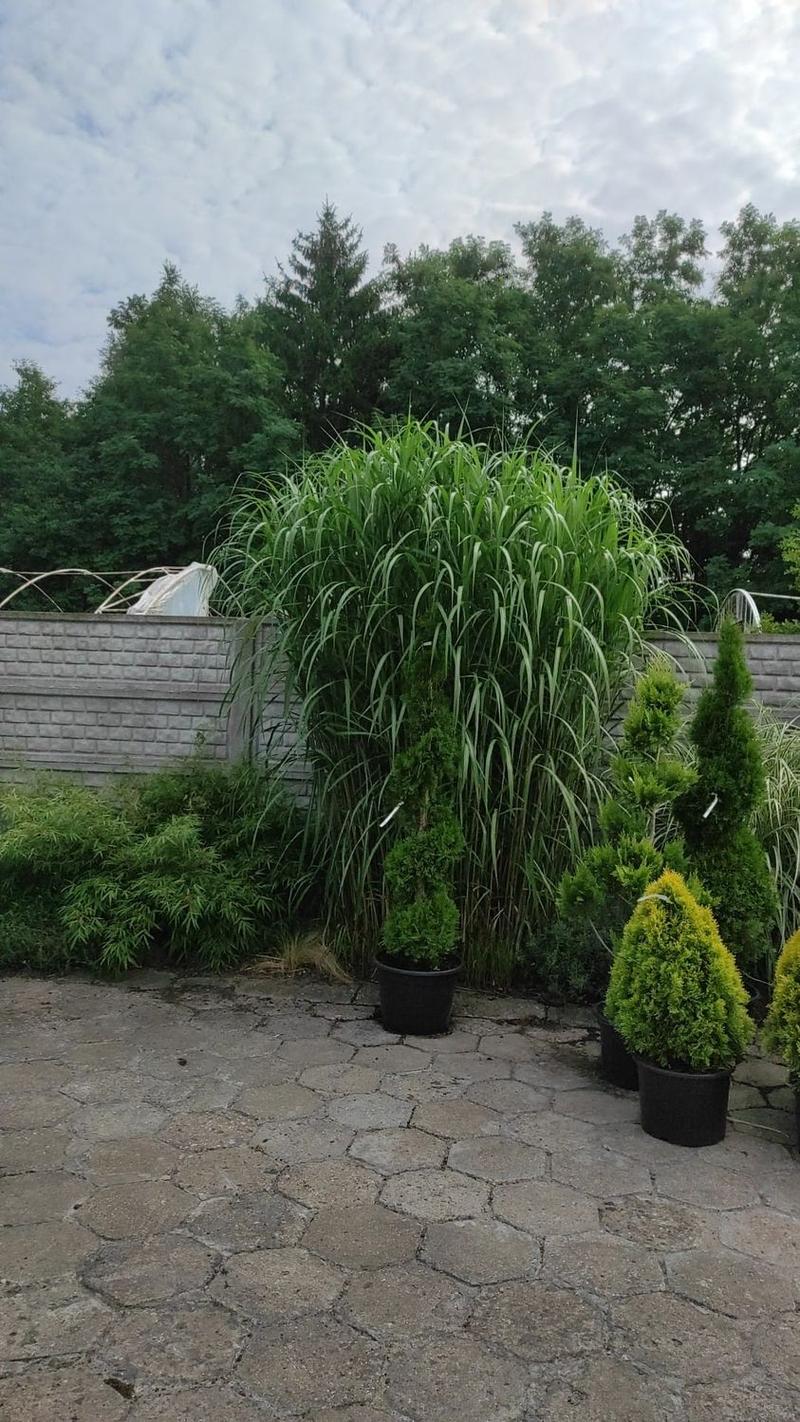 Pielęgnacja miskanta olbrzymiego po posadzeniu