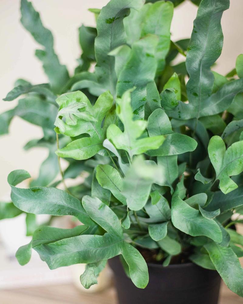 Pielęgnacja roślin doniczkowych