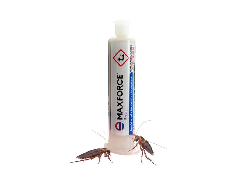 Profilaktyka infestacji karaczanów