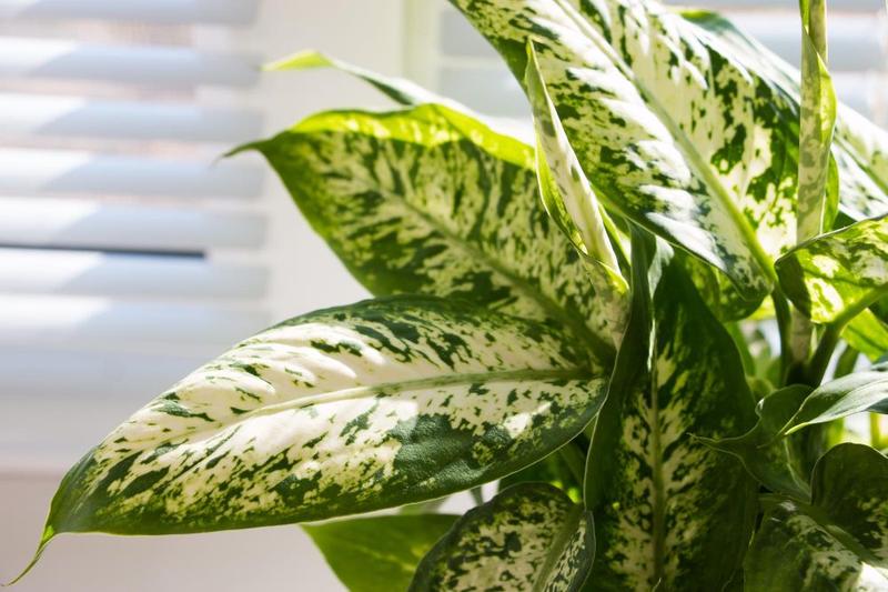 Rośliny do aranżacji wnętrz