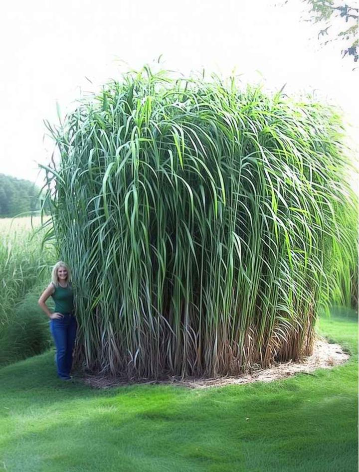 Sadzenie miskanta olbrzymiego