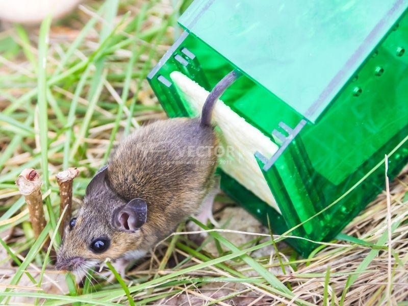 Skuteczne metody na myszy