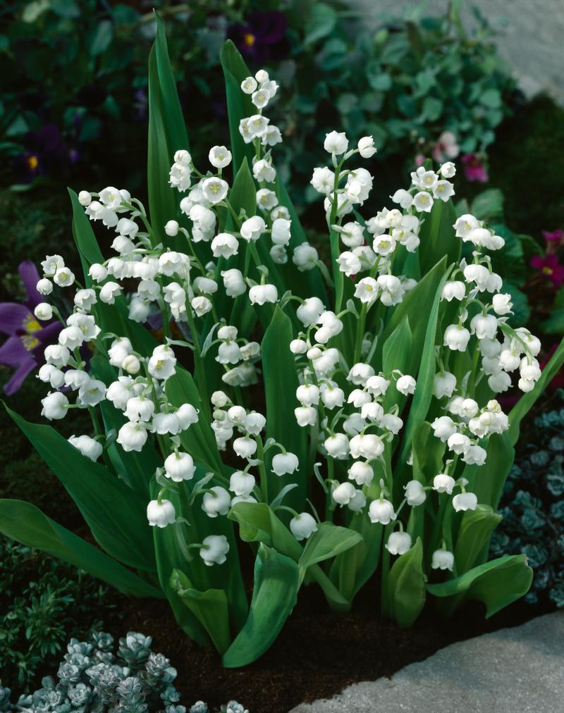 Techniki uprawy konwalii