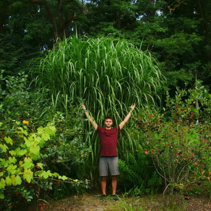 Termin sadzenia miskanta olbrzymiego