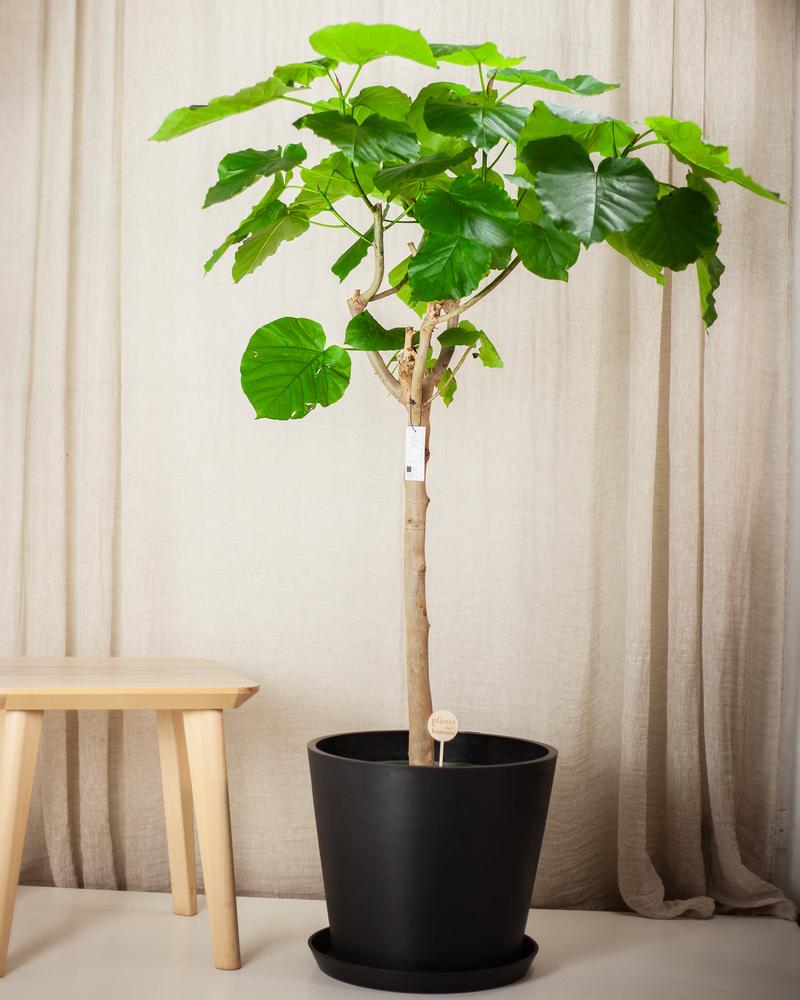 Top 10 roślin domowych