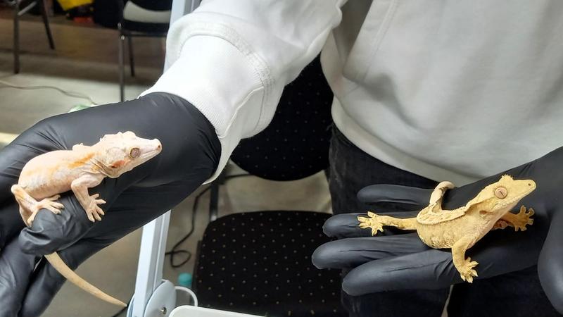 Zwalczanie karaczanów 2024