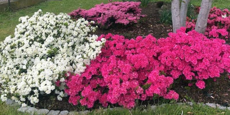 Zwijanie i suszenie liści rododendronów