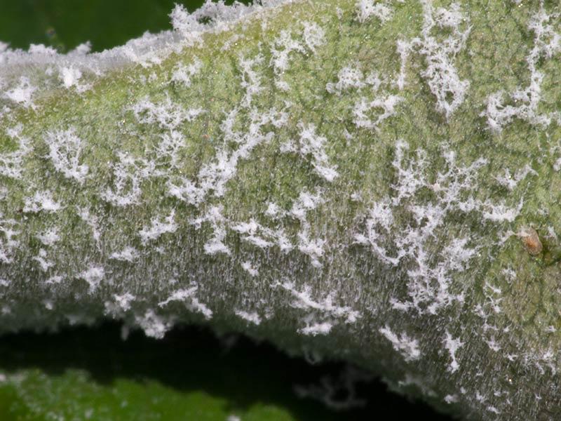 Jak domowym sposobem skutecznie zwalczyć groźnego maczniaka?