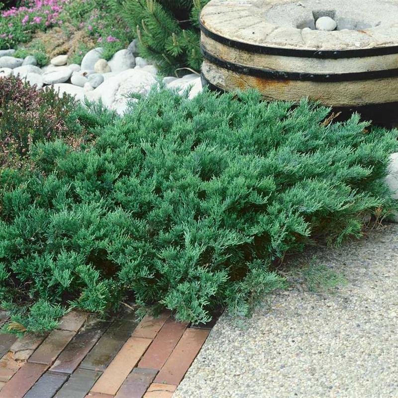 Jak i kiedy przyciąć jałowiec, aby zachował piękny kształt?