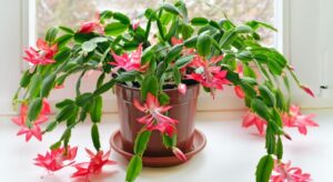 Jak uratować grudnika z wiotkimi liśćmi, gdy nie chce kwitnąć?